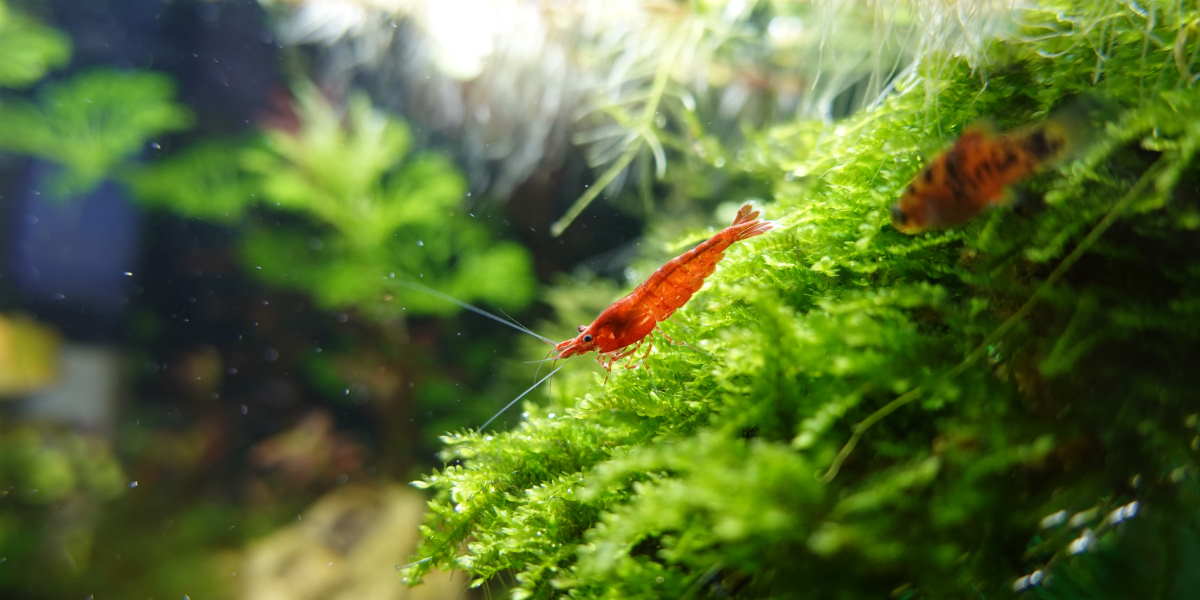 shrimp-aquarium