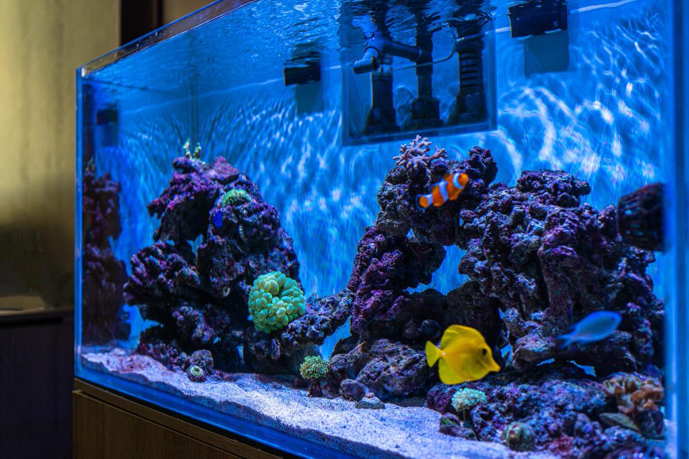 Marine aquarium with tropical fish