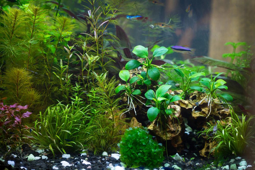 Tropical aquascape with colorful fish in the background