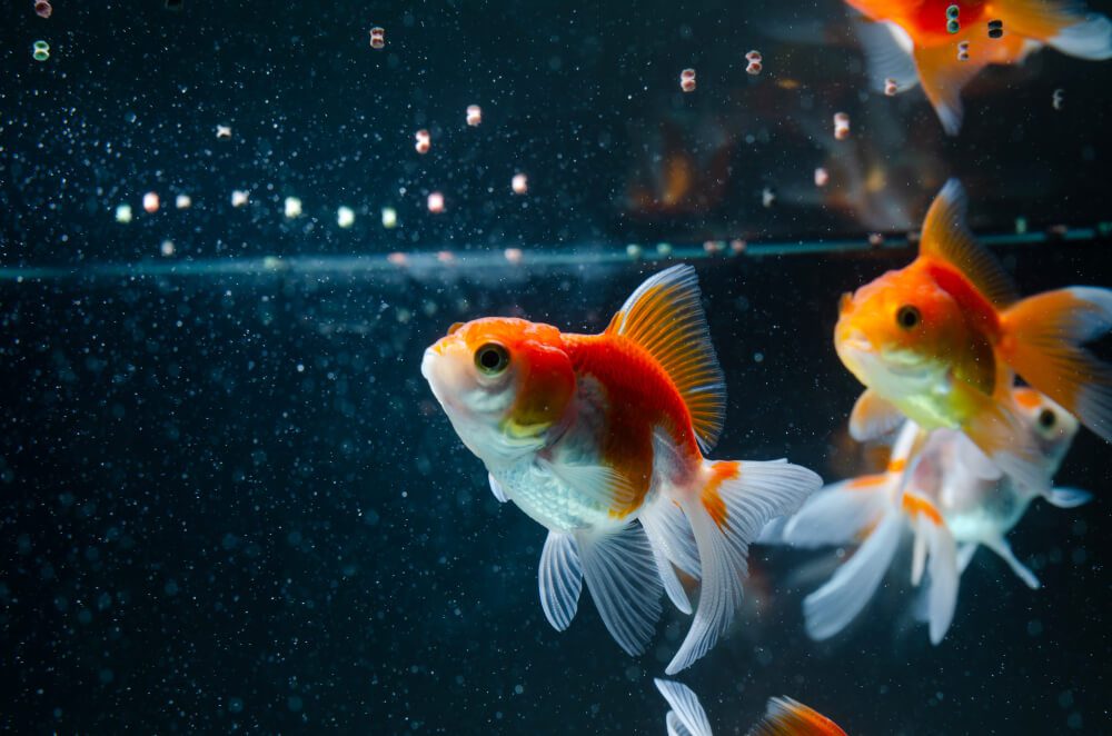 Golden fish in a Home Aquarium