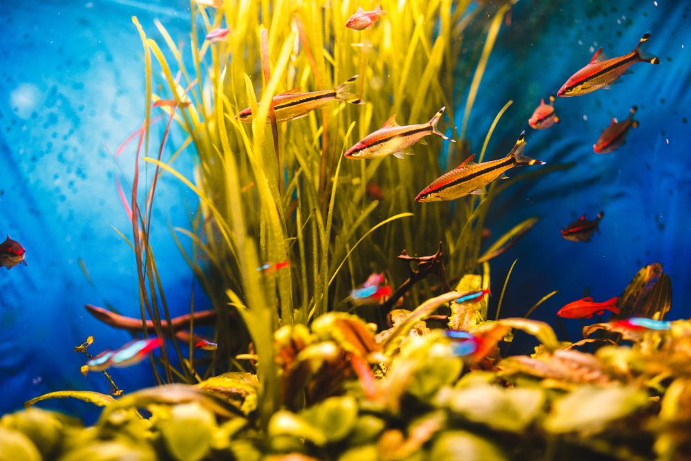 Orange fish swim in blue aquarium