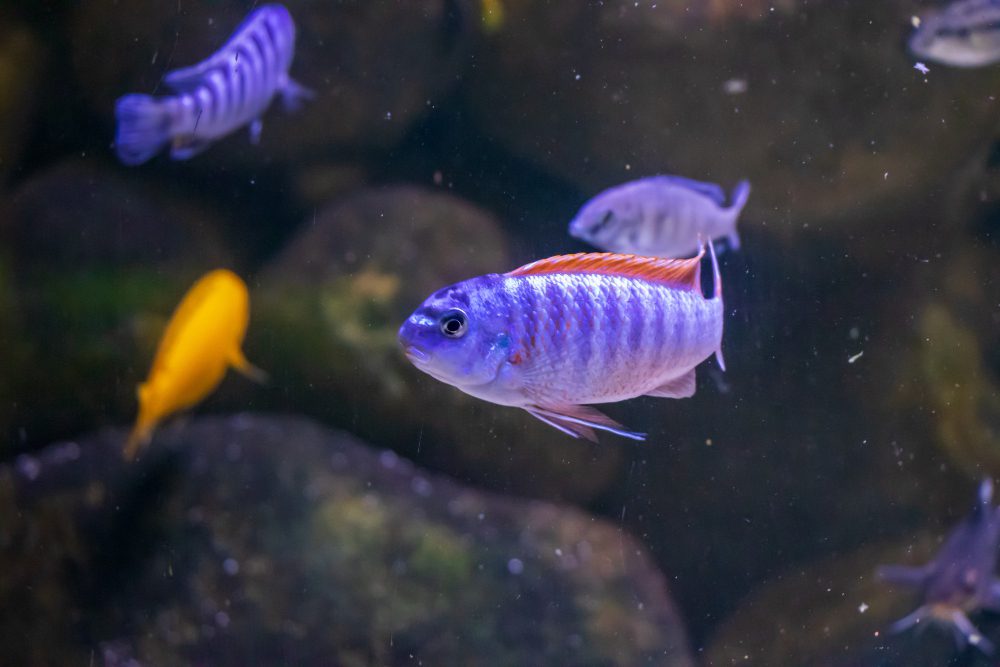 Winter Care for Home Fish Tanks - Ensuring a Cozy Aquatic Haven