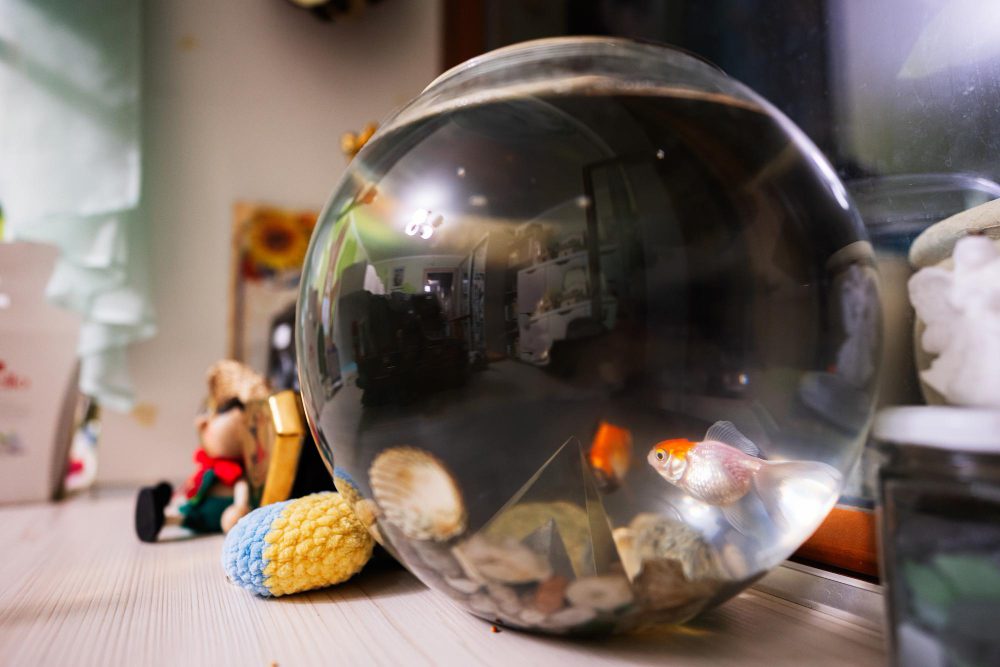 Tips for Caring for Your House Fish Tank During the Festive Season