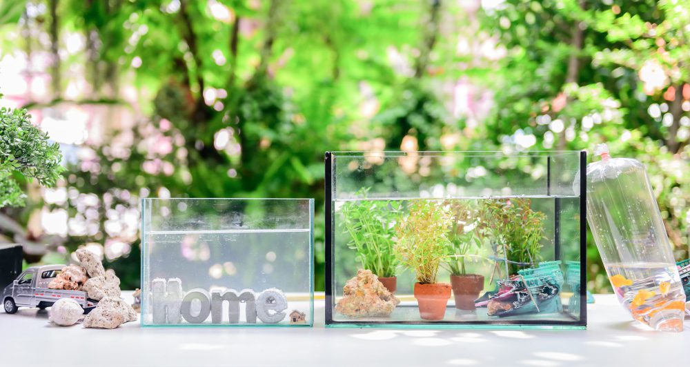How to Clean a Glass Aquarium the Right Way