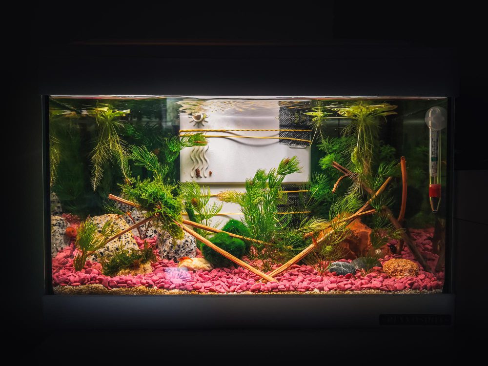 When to Use Extra Lighting in Your Home Aquarium