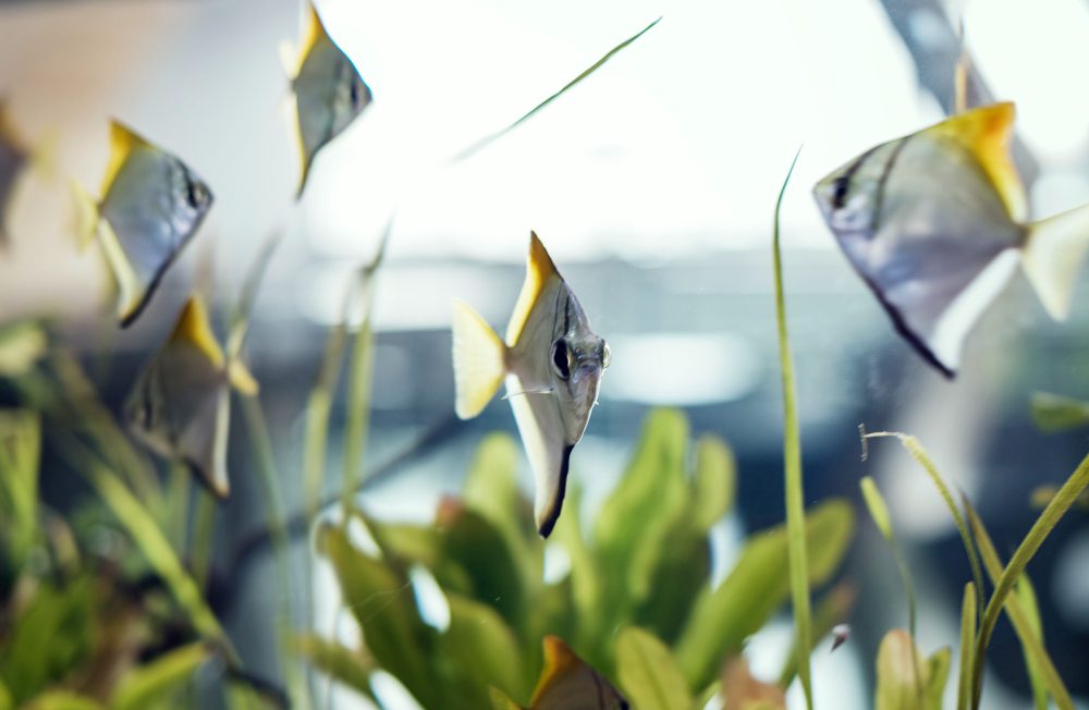 Avoid These Mistakes When Adding Fish to Your Tank