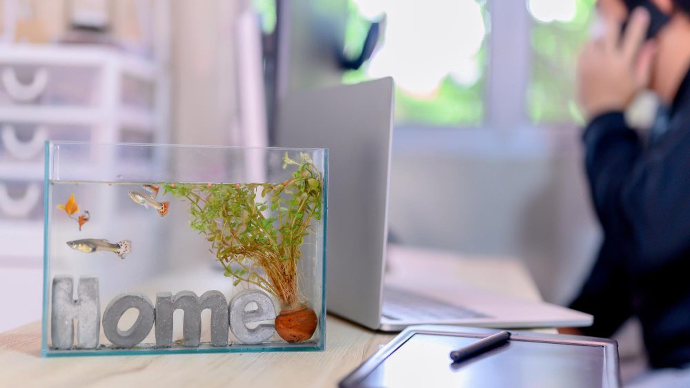 Best Temperature for a Healthy Home Fish Tank