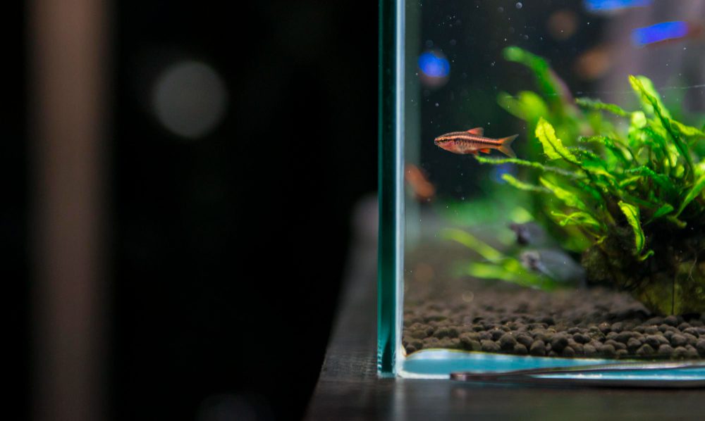 Learn how to set up a thriving planted aquarium with natural filtration. Simple steps, beginner tips, and essential equipment for a lush, healthy tank.