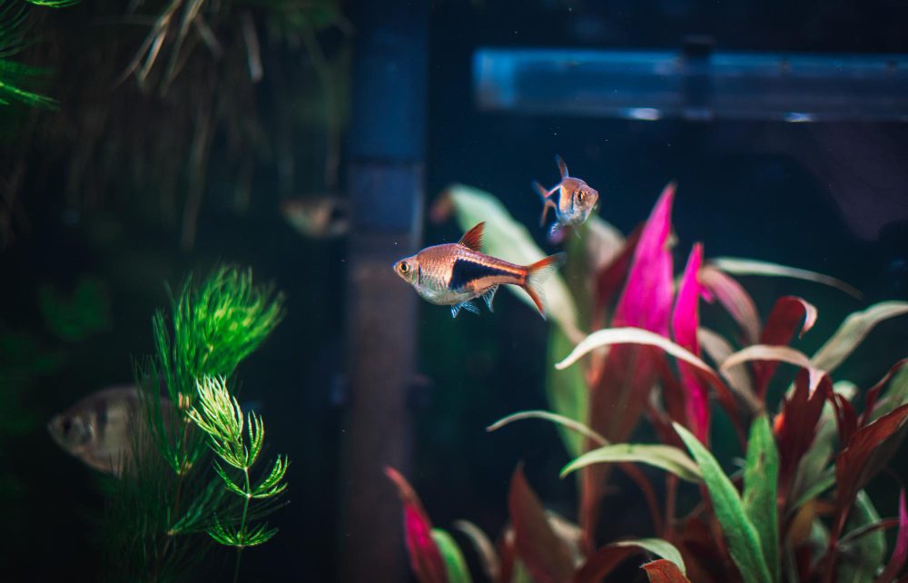 Fix algae, cloudy water, and fish stress with simple tips. Learn easy maintenance steps and choose the right aquarium gear for a clean, balanced tank.