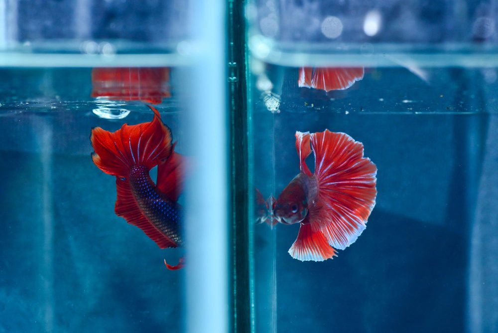 Learn how winter affects aquarium temperature, water quality, and fish health, plus simple ways to keep your home aquarium stable all season.