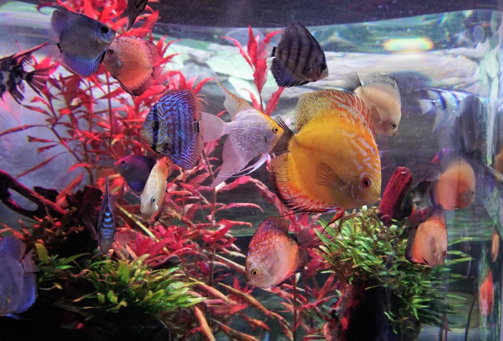 Discover smart aquarium technology. Learn how timers, controllers and sensors automate care, improve water stability and keep your fish healthy.