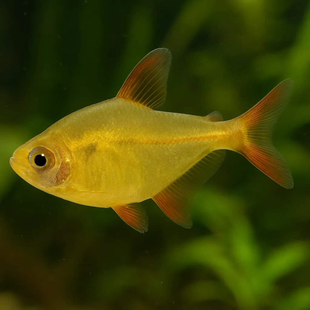 Yellow Phantom Tetra – Hyphessobrycon roseus