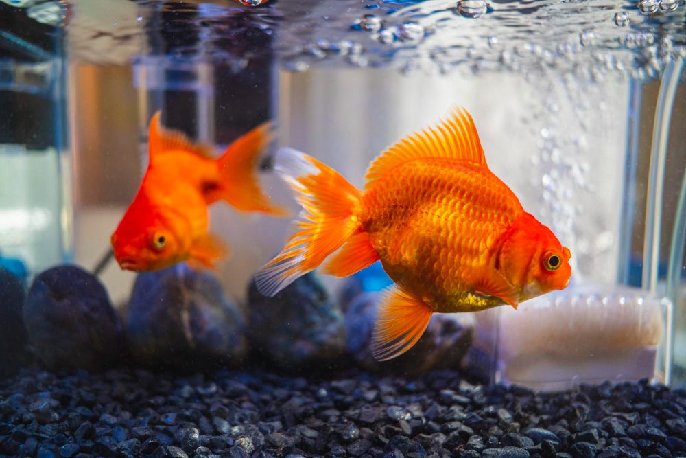 Discover Guardian glass fish tanks in every size, from compact desktop aquariums to large saltwater tanks. Shop complete sets with stands and LED lids at MB Store.